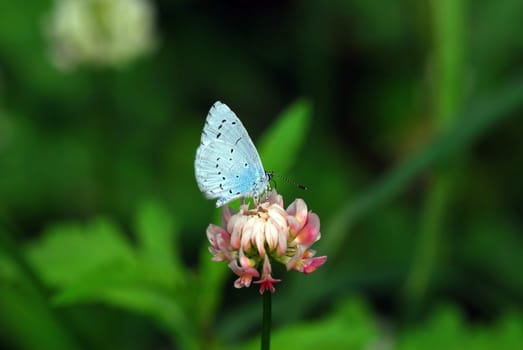 Blue on clover
