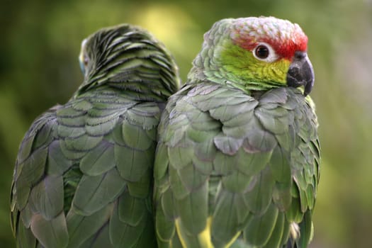 Yellow-cheeked parrot and blue-fronted parrot