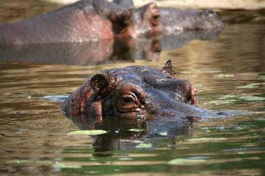 Hippopotamus
