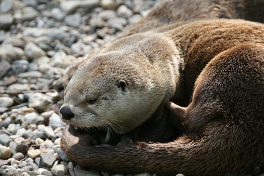 Lontra canadensis