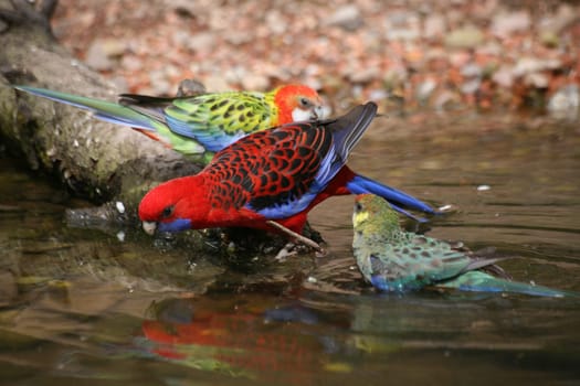 Parakeet drinker