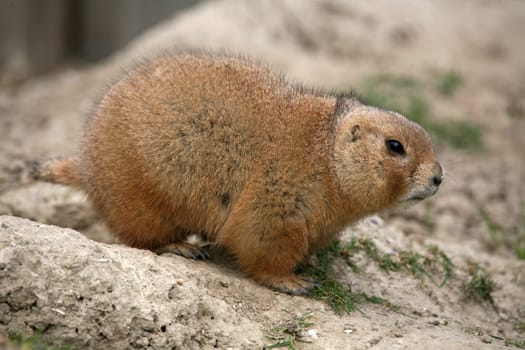 Prairie dog