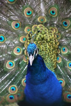 Pavo cristatus