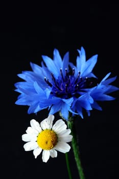 Field flowers