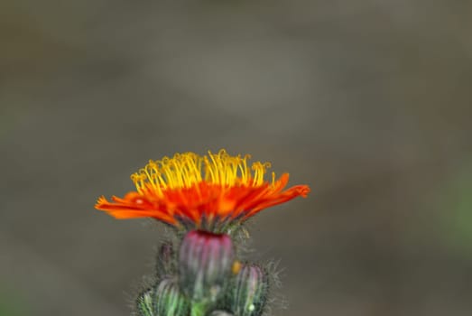 orange - yellow