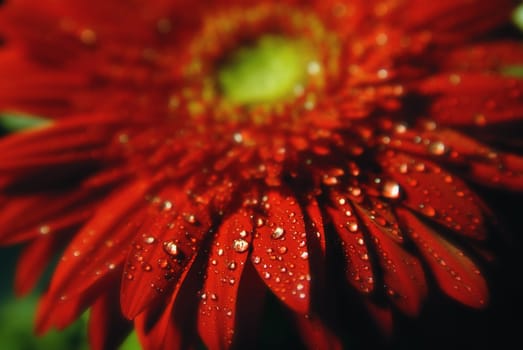 Gerbera III