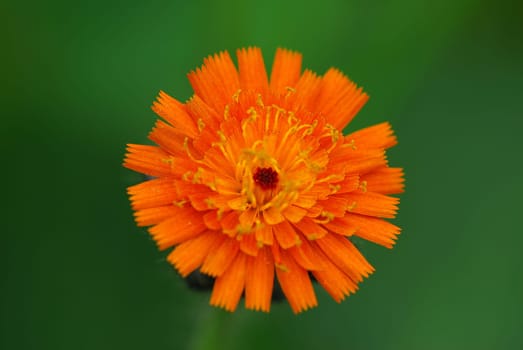 Hawkweed