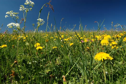 Meadow