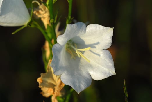 Campanula