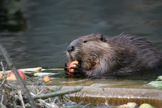 Canadian beaver (Castor canadensis)