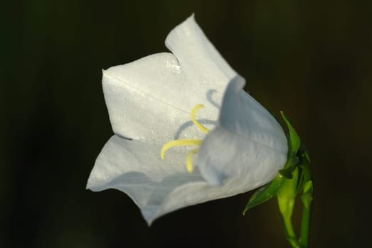 Bellflower