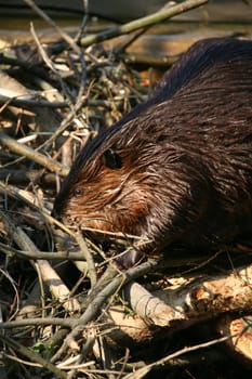 Beaver