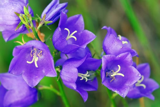 Bluebells