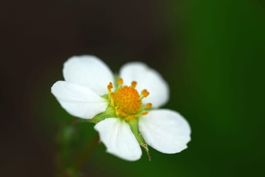 Wild strawberry blossom