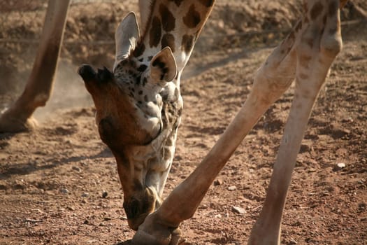 Beautiful long neck