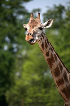 Beautiful long neck