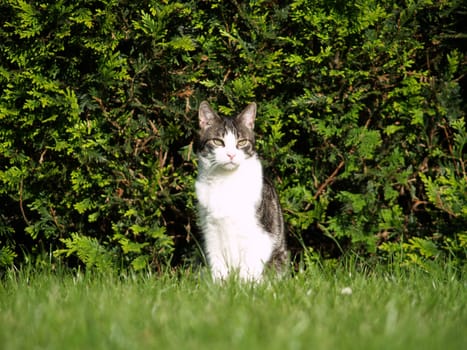 Cat portrait