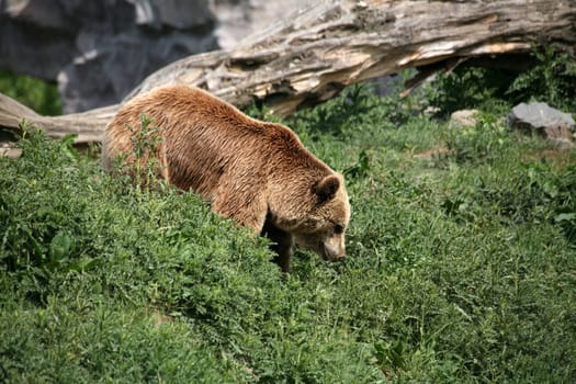 Kodiak bear