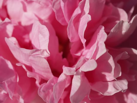 PEONY