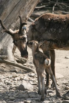 Young animal with mother