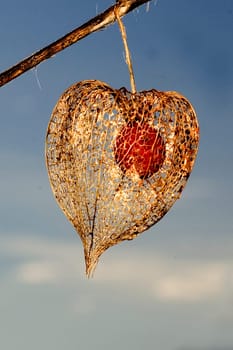 Chinese lantern