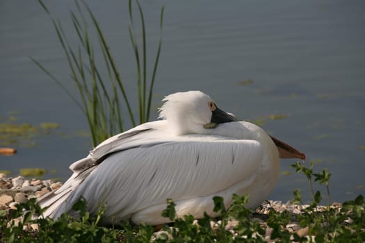 Dalmatian pelican