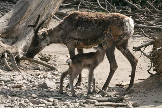 Young animal with mother