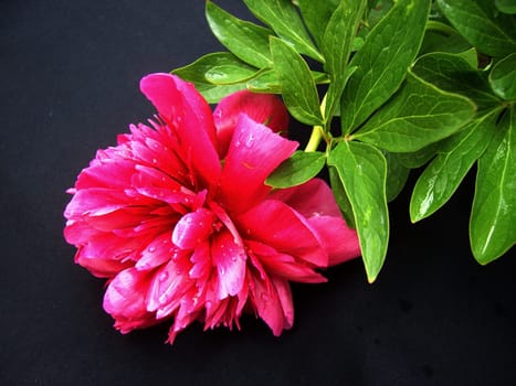 Peony 01