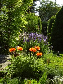 Poppies and irises 01