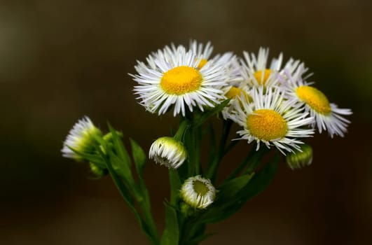 Camomile