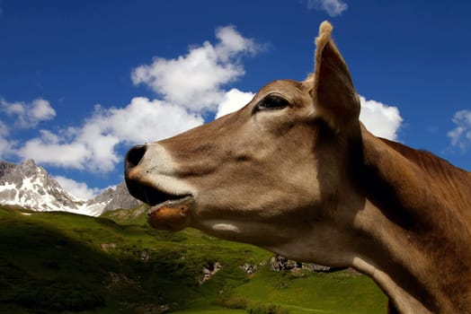On the alpine pasture