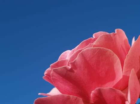 PEONY IN HEAVEN