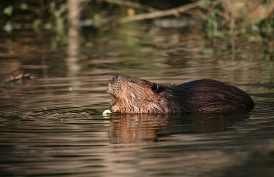 Beaver