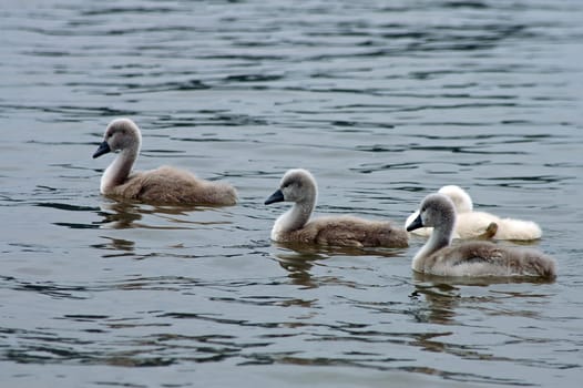 four swan cubs