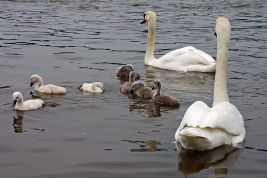 Swan family