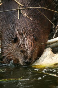 Canadian beaver (Castor canadensis)