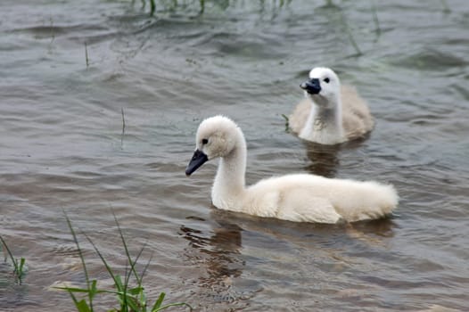 Swan babies