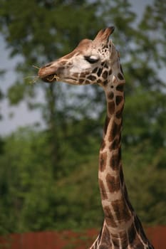 Beautiful long neck