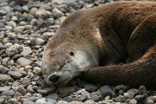 Canadian otter