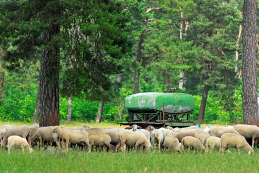 Wool manufacturers