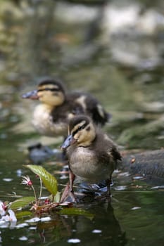 Mallard offspring