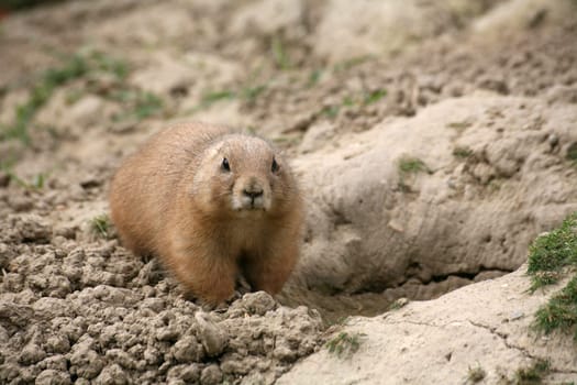 Cynomys ludovicianus