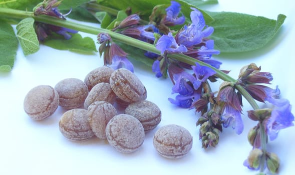 Sage Candy 04