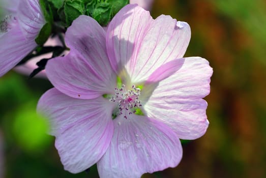 Musk mallow