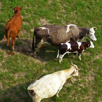 Cows