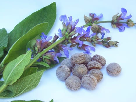 Sage Candy 01