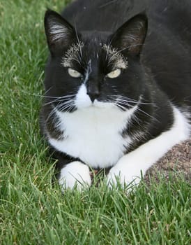 Schnucki III