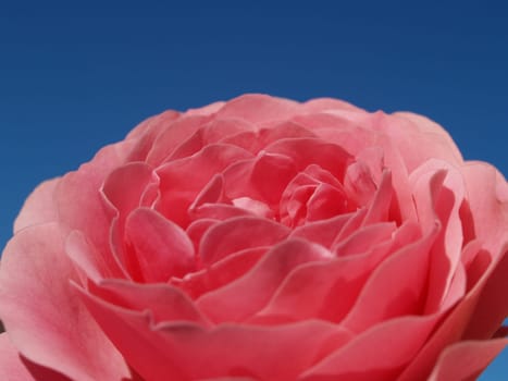 Farmer's rose