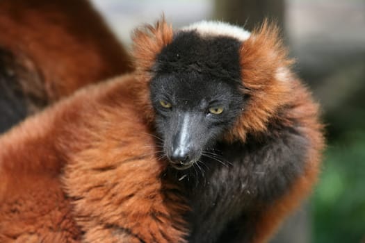 These rare lemurs are only found in Madagascar.