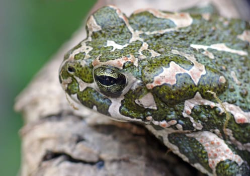 Green Toad - Sapo verde - Crapaud vert - Rospo smeraldino ------ The "green toad"" can hardly be confused with other toad species due to its striking color patterns. In shape,it resembles the common toad. She's every"